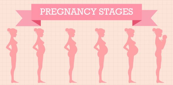 Stages Of Pregnancy Weeks 1 20 Baby Doppler Blog