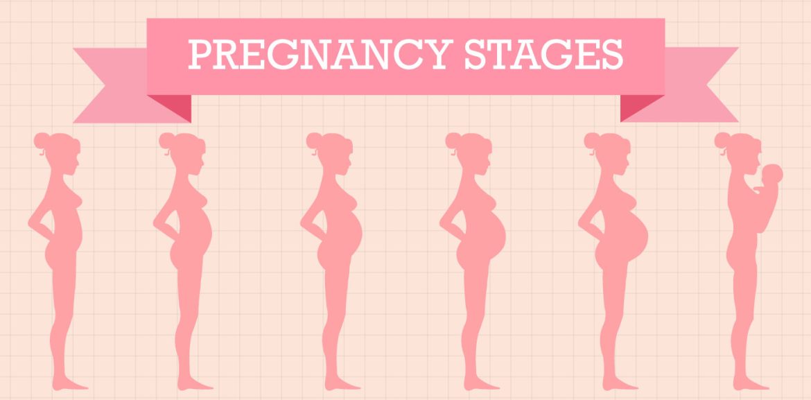 Weekly Pregnancy Stages